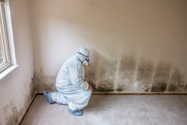 Edgerton, MN Mold Remediation Company